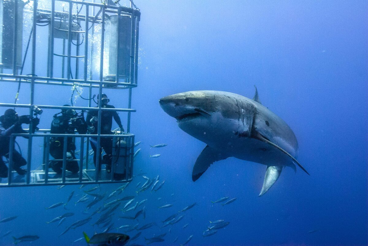 Shark Diving
