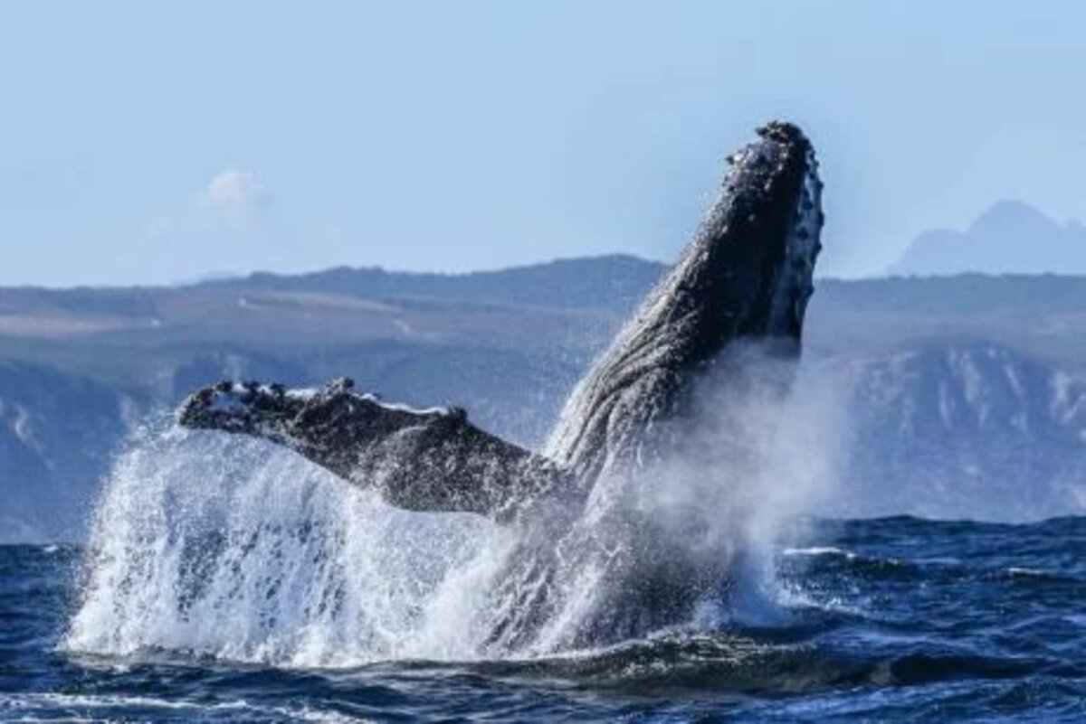 Whale Watching